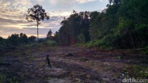 Luhut Kelola Lahan 6.000 Ha Bukan HGU