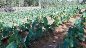 Talas Beku Sulsel Tembus Pasar Jepang