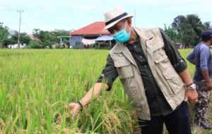 Meski Pandemi Covid-19, Bupati Husler Turun Lapangan Pastikan Panen Di Lutim Lancar