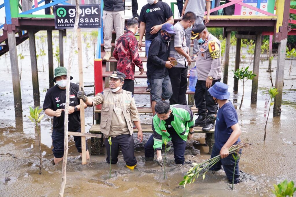 Bersama Driver Gojek Wagub Andi Sudirman Tanam Mangrove Di Lantebung Makassar