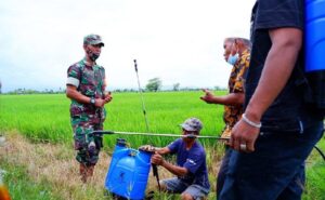 Bantu Atasi Hama Padi, Babinsa Kodim 1420 Sidrap Lakukan Ini