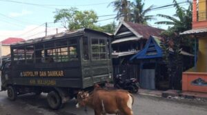 Satpol PP Bulukumba Sita Sapi Warga