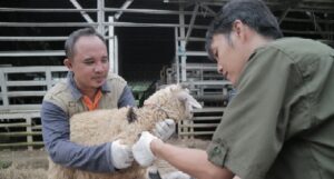 Segini Harga Hewan Kurban Dompet Dhuafa Jelang Idul Adha