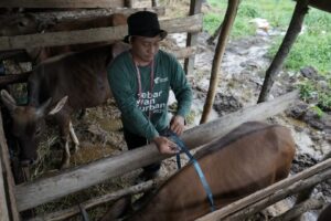 Dompet Dhuafa Ke Konawe Sultra Lakukan Quality Control Sapi Kurban