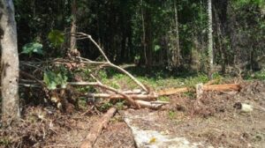 Dinas Lingkungan Hidup Luwu Investigasi Perusak Hutan Simoma