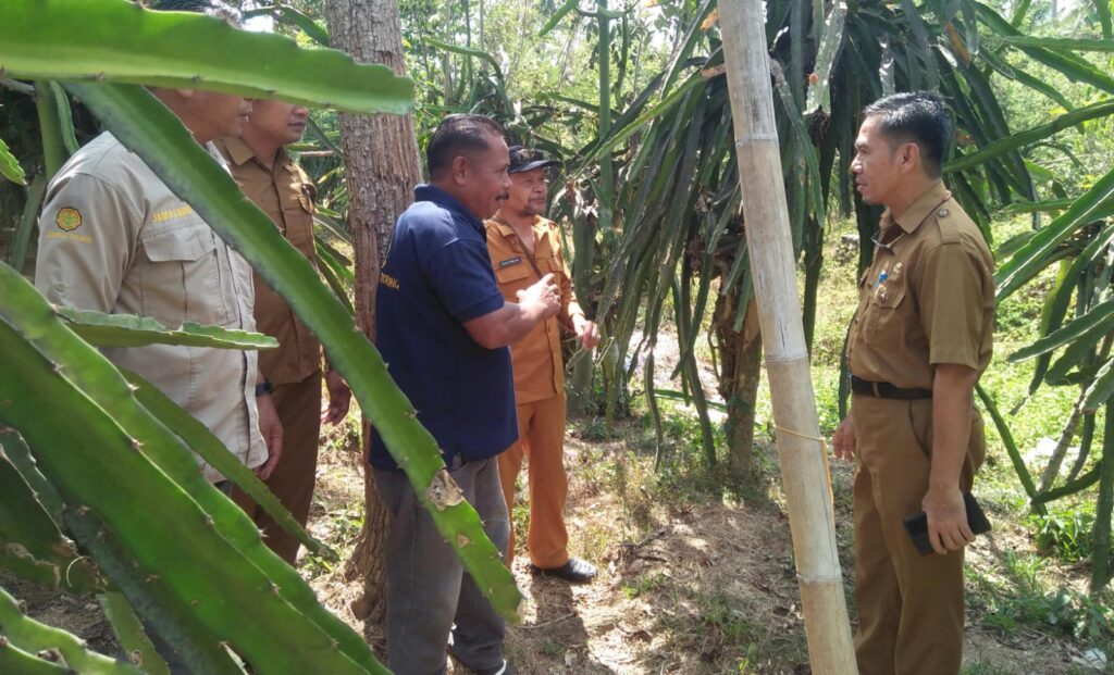 Kanker Batang Adang Petani Buah Naga Sinjai
