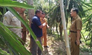 Kanker Batang Adang Petani Buah Naga Sinjai