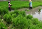 Petani Sinjai kesulitan benih bibit padi padahal sudah masuk masa tanam, khususnya di Kelurahan Lamatti Rilau, Kecamatan Sinjai Utara