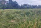 Hujan deras rusak tanaman padi siap panen di Bulukumba. Tanaman padi siap panen yang rusak itu tersebar di 10 kecamatan di Bulukumba