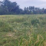 Hujan deras rusak tanaman padi siap panen di Bulukumba. Tanaman padi siap panen yang rusak itu tersebar di 10 kecamatan di Bulukumba