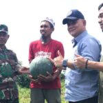 Pj Bupati Sinjai panen buah semangka nonbiji hasil budidaya petani di Desa Kalobba, Kecamatan Telulimpoe, Minggu (4/8/2024).
