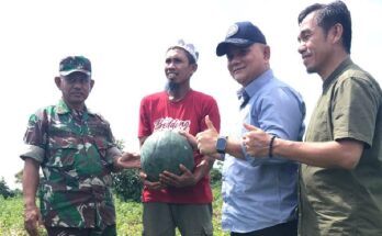 Pj Bupati Sinjai panen buah semangka nonbiji hasil budidaya petani di Desa Kalobba, Kecamatan Telulimpoe, Minggu (4/8/2024).