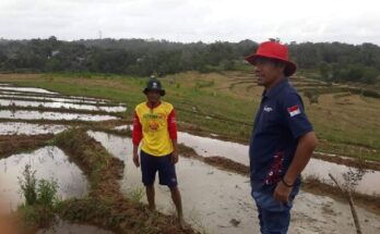 Dinas TPHP Sinjai imbau petani menanam lagi setelah panen, khususnya sawah yang di sekitarnya memiliki sumber air.