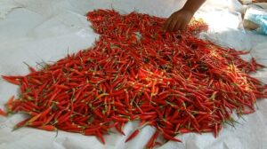 PJI Sulsel Panen Cabai