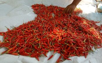 Pengurus Daerah PJI panen cabai di Kebun Organik Perhimpunan Jurnalis Indonesia, Jl Perintis Kemerdekaan, Makassar, Minggu (6/10/2024).