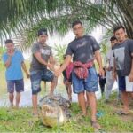 Seekor buaya hebohkan Desa Salupao, memicu warga tangkap buaya sepanjang 3 meter d Lamasi, Kabupaten Luwu, Sulawesi Selatan.