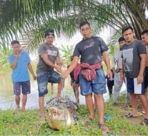 Warga Tangkap Buaya Sepanjang 3 Meter Di Lamasi Timur Luwu