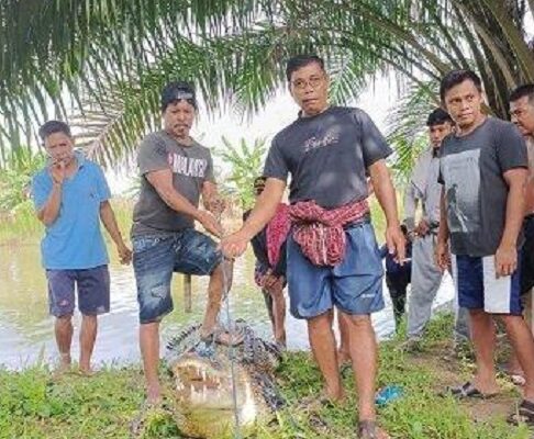 Seekor buaya hebohkan Desa Salupao, memicu warga tangkap buaya sepanjang 3 meter d Lamasi, Kabupaten Luwu, Sulawesi Selatan.