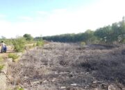 Enam hektare Hutan Mangrove Maros musnah