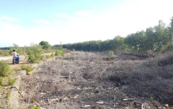 Enam hektare Hutan Mangrove Maros musnah