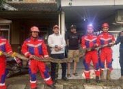 Ular Piton 4 Meter Lebih Sembunyi Di Plafon Rumah
