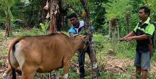 PMK Serang Ribuan Sapi Di Sinjai