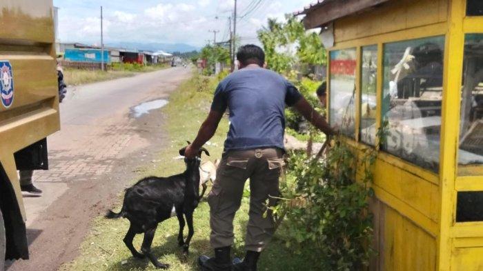 Satpol PP Sinjai ancam pemilik ternak liar karena hewan peliharaannya berkeliaran dalam Kota Sinjai yang berpotensi menimbulkan kecelakaan