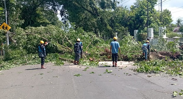 PLN Sinjai tebang pohon di jalan protokoler dalam rangka menjaga keselamatan masyarakat dan keandalan sistem kelistrikan