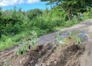 Warga Tamalatea Tanam Terong Di Jalan