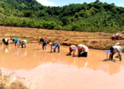 Bumdes Baji Pammai Pulau Jampea Tanam Padi dengan Dana Desa