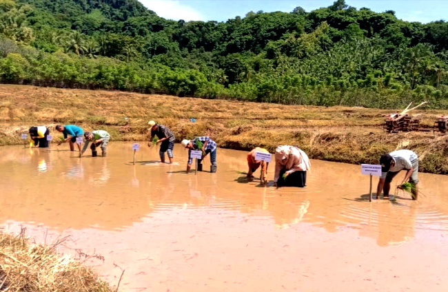 Bumdes Baji Pammai Pulau Jampea Tanam Padi dengan Dana Desa - Makassar ...