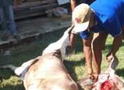 Partai Gelora Sinjai Kurban 2 Ekor Sapi