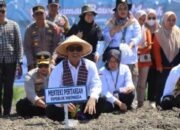 Majene Bakal Jadi Kabupaten Bawang