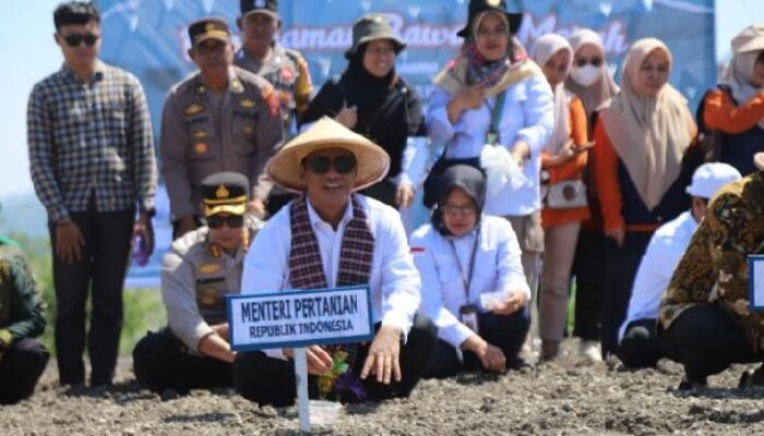 Majene Bakal Jadi Kabupaten Bawang