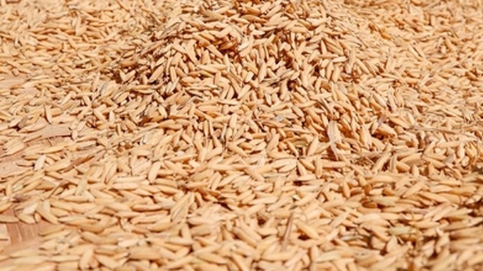 Puluhan pemuda tani yang menamakan diri KMPI demo Bulog Bulukumba, Rabu (24/9/2025). Mereka menyampaikan beberapa tuntutan