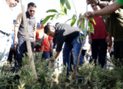 Jelang Musyawarah Pelayanan, GBIP Tanam 1000 Pohon Tabebuya