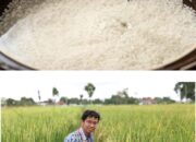 UGM Luncurkan Beras Presokazi, Kaya Zat Besi & Zinc untuk Gizi Anak Indonesia