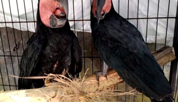 Gakkum Sulawesi Amankan Pemilik Puluhan Satwa Dilindungi