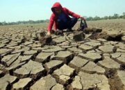 Kabupaten Maros mulai memasuki peralihan musim atau pancaroba. BMKG prakirakan kemarau lebih cepat dari tahun sebelumnya