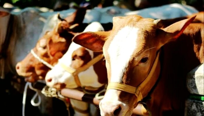 Sulsel Dapat 25 Ekor Sapi Kurban Bantuan Presiden