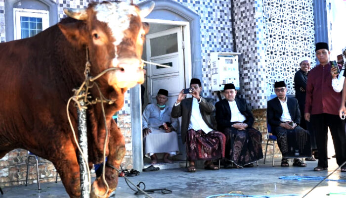 7.261 Sapi dan 402 Ekor Hewan Kurban di Makassar