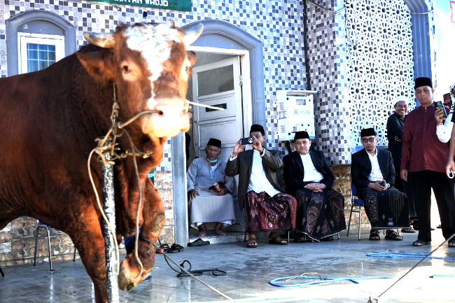 7.261 Sapi dan 402 Ekor Hewan Kurban di Makassar terdata secara resmi dalam penyaluran hewan kurban dari 15 kecamatan