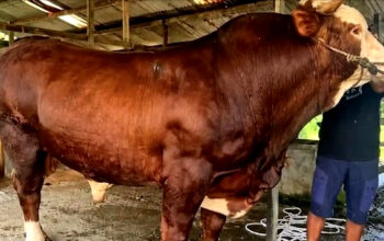 Sapi Kurban Banpres Prabowo Menggunakan Dana APBN menggunakan dana Anggaran Pendapatan Belanja Negara (APBN)