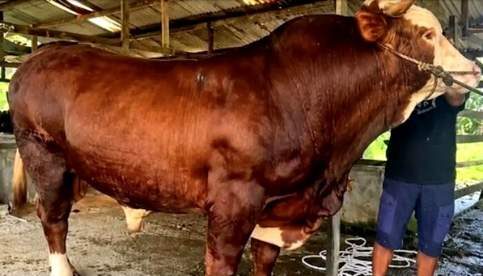 Sapi Kurban Banpres Prabowo Menggunakan Dana APBN
