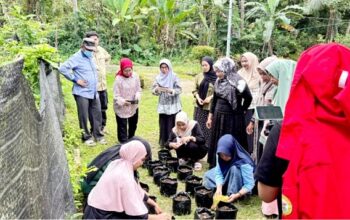 Mahasiswa Unhas melalui Program PKM melatih IRT di Bulukumba budidayakan bawang merah berbasis biostimulan air kelapa.