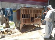 Sebanyak 5.380 ekor unggas di Sinjai mati akibat virus flu burung atau Avian Influenza menyebar di delapan kecamatan dan 27 desa/ kelurahan