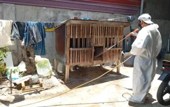 Sebanyak 5.380 ekor unggas di Sinjai mati akibat virus flu burung atau Avian Influenza menyebar di delapan kecamatan dan 27 desa/ kelurahan