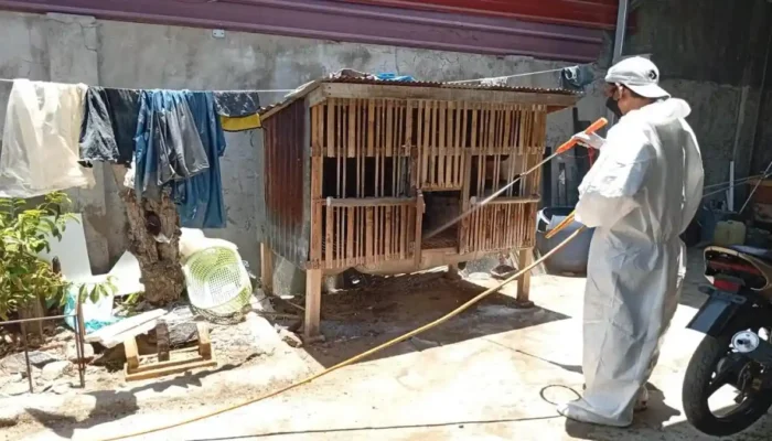 5.380 Ekor Unggas Di Sinjai Mati Akibat Virus Flu Burung