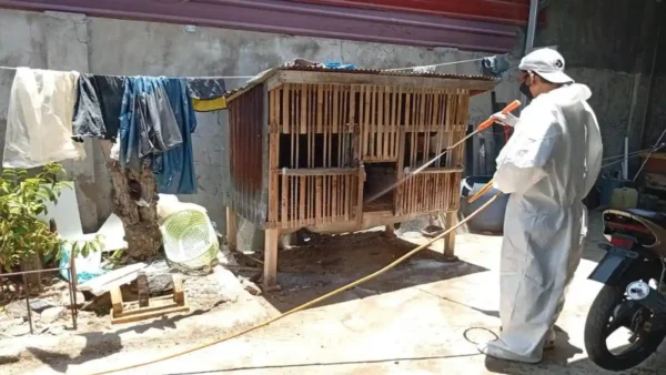 Sebanyak 5.380 ekor unggas di Sinjai mati akibat virus flu burung atau Avian Influenza menyebar di delapan kecamatan dan 27 desa/ kelurahan